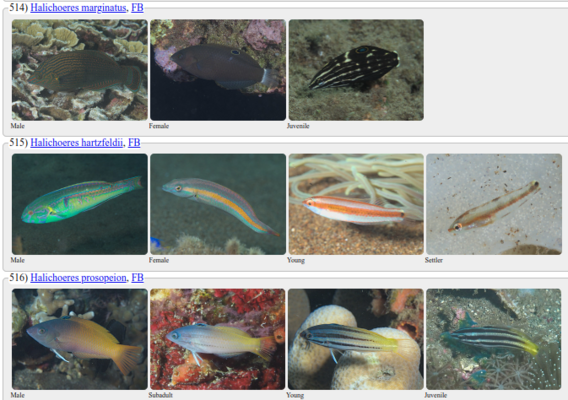Coastal fish biodiversity surveys